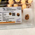 3 Mukhi Rudraksh