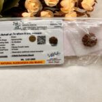 6 Mukhi Rudraksh