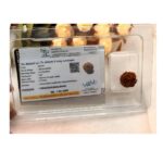 8 Mukhi Rudraksh