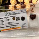 Ganesh Mukhi Rudraksh