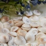 Buy Gomati Chakra online at Sampada Crystals Pune