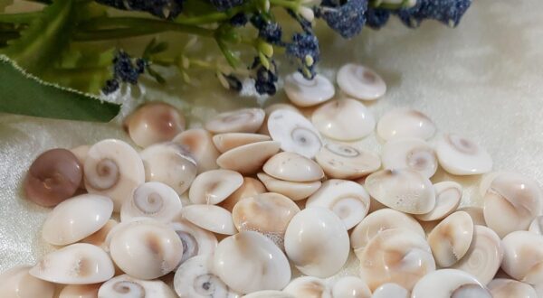 Buy Gomati Chakra online at Sampada Crystals Pune